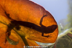 Shadow games.... hiding and hunting....
newt on a waterl... by Claudia Weber-Gebert 